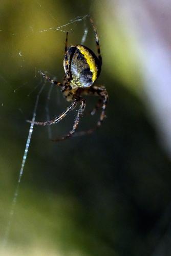 Réf. 324 361 : Metellina merianae